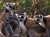Isla de Lemures: Madagascar