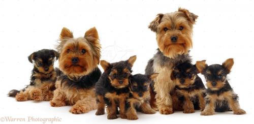 perros yorkie terrier tp razas de perros terrier puebla 2015 happy pups est 233 tica canina perros yorkie terrier tp razas de perros terrier puebla 2015 happy pups est 233 tica canina