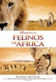 Felinos de África