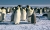 La Marcha de los Pingüinos 2