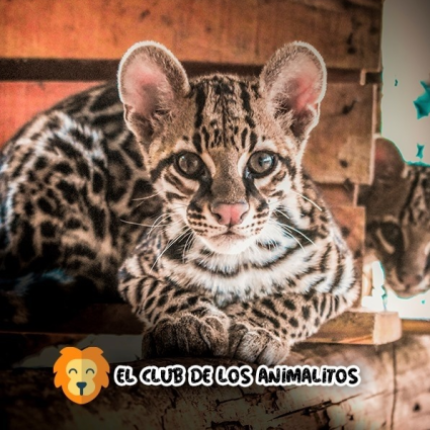 El Club de los Animalitos