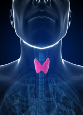 Glándula tiroides y glándulas paratiroides - Cirujano Oncólogo - Dr. Rodolfo Benavides Bañales