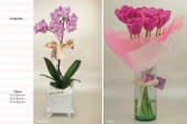 Orquídeas o Tulips para regalar el 10 de mayo
 - Florería Magenta