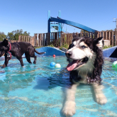En Woki's Park estamos emocionados de recibirlos y ofrecerles horas de felicidad garantizadas.  - Wokis Park Dog Fit Center