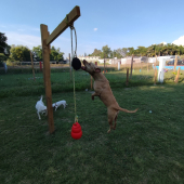 Recuerda que todas nuestras actividades se realizan en un ambiente controlado y supervisado.  - Wokis Park Dog Fit Center