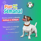 ¡Descubre una nueva rutina de ejercicios y diversión para tu perro!  - Wokis Park Dog Fit Center