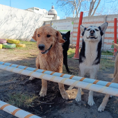 Wokis Park es el lugar ideal para fortalecer el vínculo con tu mascota. - Wokis Park Dog Fit Center