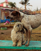 ¡Felicidad y amor de hermanas! 
En wokis Park tenemos guardería diaria de medio tiempo y tiempo completo. - Wokis Park Dog Fit Center