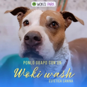 ¿Sabías qué? en Wokis Park contamos con servicio de estética canina y puedes agendar un riquísimo baño para tu woki después de su sesión de recreación. - Wokis Park Dog Fit Center