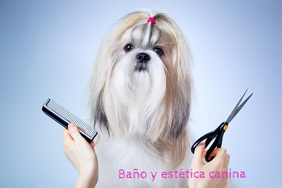  - Roca Pets