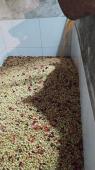 - Café Finca Temimil