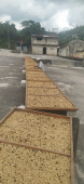  - Café Finca Temimil