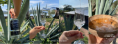  - Casa Mezcalera Lezama