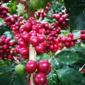  - Café Finca Temimil