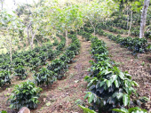  - Café Finca Temimil