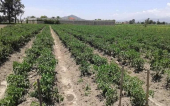  - Sociedad Cooperativa Cuacno Limón