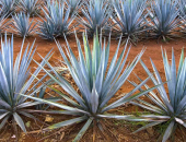  - Exorbitante - Grupo Mezcalero Katrxju