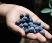  - SOCIEDAD PRODUCTORA DE BERRY DE CALIDAD DE LA SIERRA