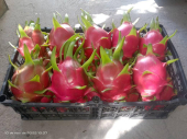  - Flor Mixteca