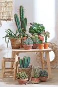  - Punta Viva - Decoración con Cactus