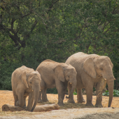 ¡Conoce nuestras familias de elefantes! - Africam Safari