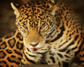 Los felinos están listos para sosprenderte. - Africam Safari