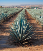  - Mixcalatsin Mezcal Artesanal