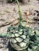  - Mezcal Armora Mio