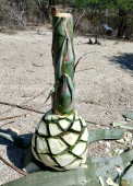  - Mezcal Armora Mio