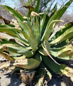  - Mezcal Armora Mio