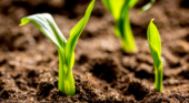 - Bioinsumos Agrotic