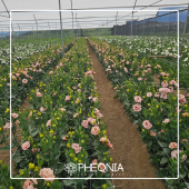  - Pheonia Floristería