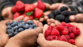 - SOCIEDAD PRODUCTORA DE BERRY DE CALIDAD DE LA SIERRA