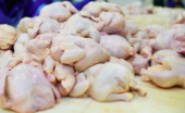  - Distribuidora de pollo - El Gallo Giro S.A. de C.V.
