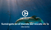 Acuario Clearwater Marine - Recorrido Virtual