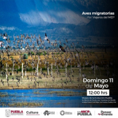 Charla: Aves Migratorias