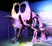 Museo de la Evolución en Puebla - Exposición Permanente
