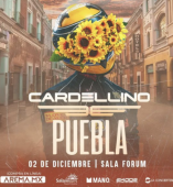 Cardellino en Puebla