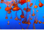 Monterey Bay Aquarium - Recorrido Virtual