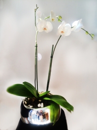Arreglo floral en base de vidrio con hermosas orquídeas. Paleta de color en diferentes opciones y su...