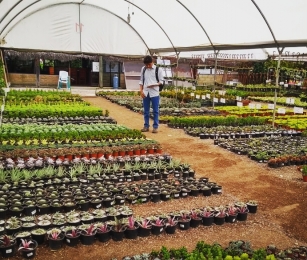 Diplomado Presencial en Paisajismo y Diseño de Jardines / Visita a viveros en Atlixco, Pue. - Univer...