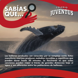 Las ballenas jorobadas no solo nadan con estilo, ¡también son compositores marinos! Cada una tiene s...