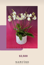 Narciso - Artesanía Floral - Puebla